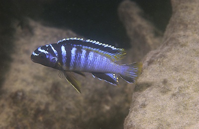Tropheops kumwera 'Harbour Island'